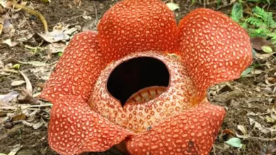 This is the 'world's largest bloom,' but only for a short time because...