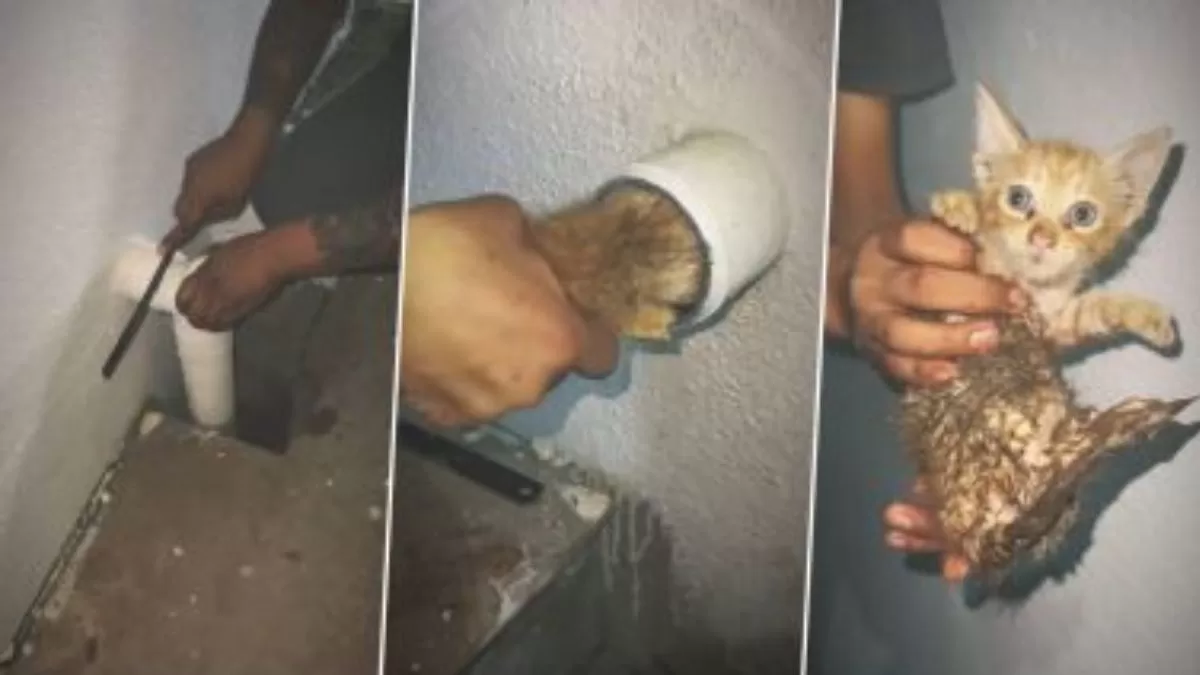 A man rescues a cat trapped in a drain pipe.