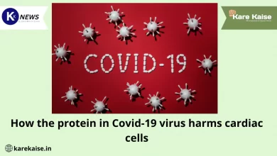 How the protein in Covid-19 virus harms cardiac cells