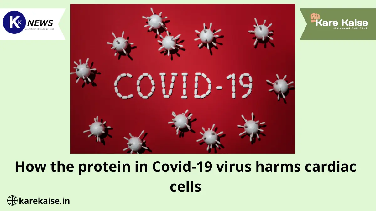 How the protein in Covid-19 virus harms cardiac cells