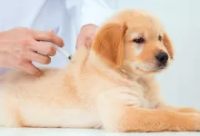 Rabies symptoms in dogs and cats; vaccination recommendations